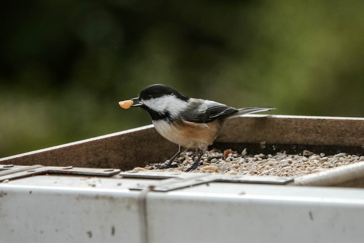 Black-capped Chickadee - ML644433399