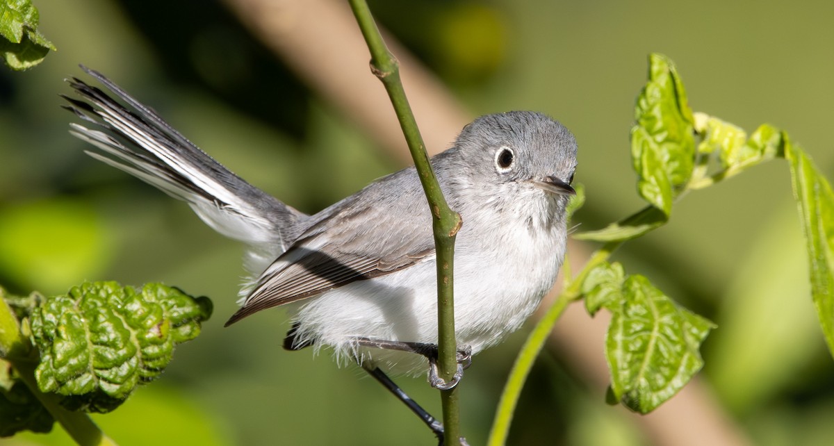 Perlita Grisilla - ML644433400