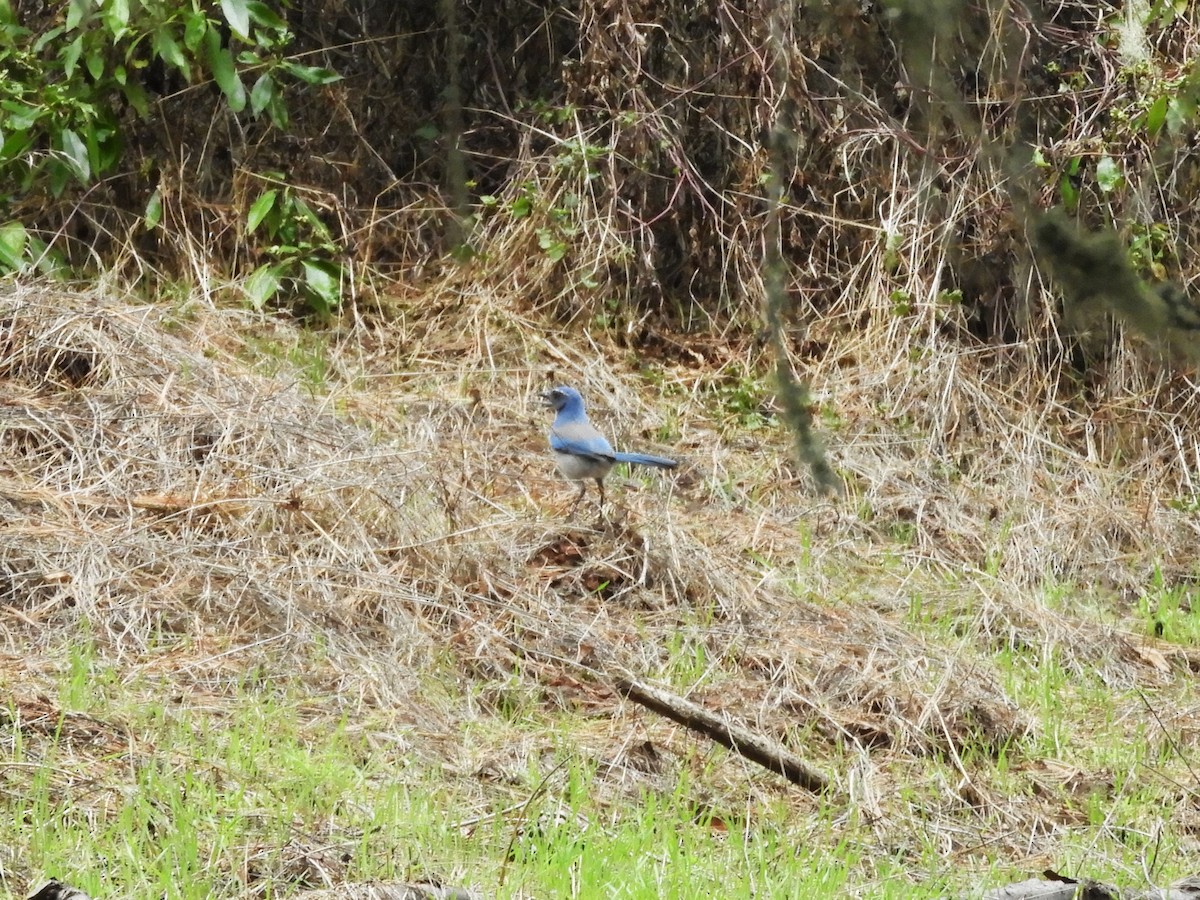 California Scrub-Jay - ML644433407