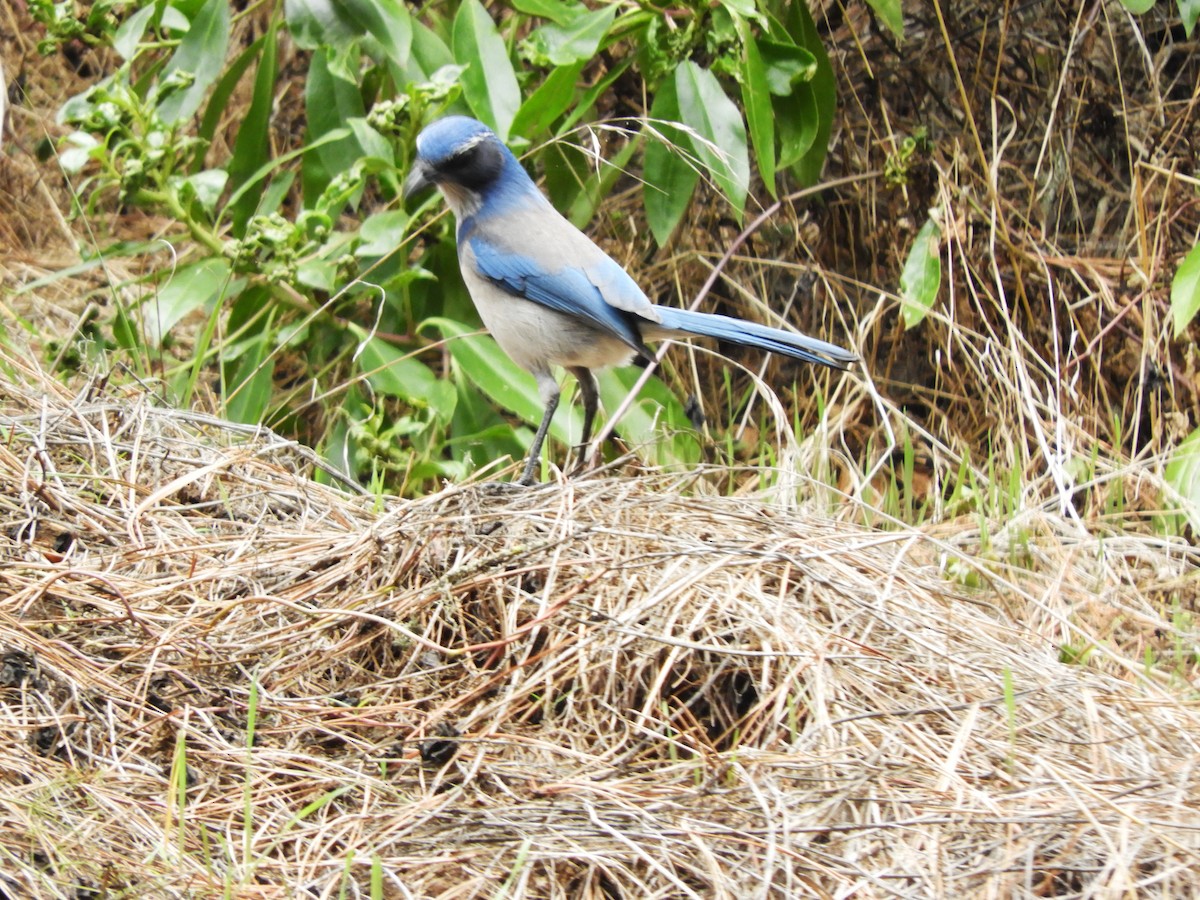 California Scrub-Jay - ML644433408