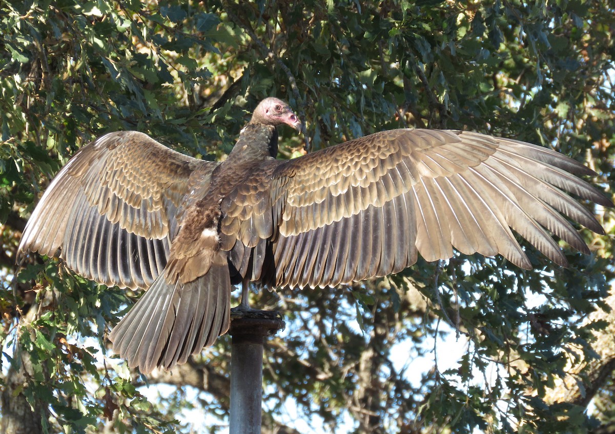 Turkey Vulture - ML644433415