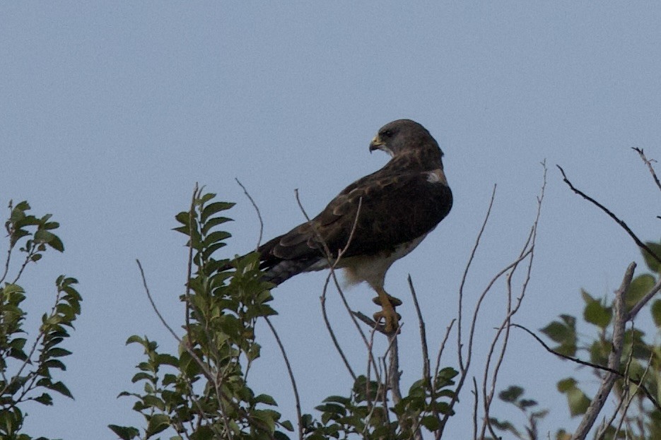 עקב מגוון - ML644433432