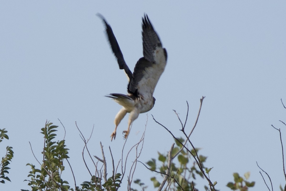 עקב מגוון - ML644433433