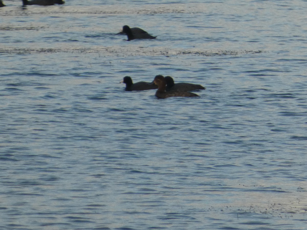 Redhead - ML644433438