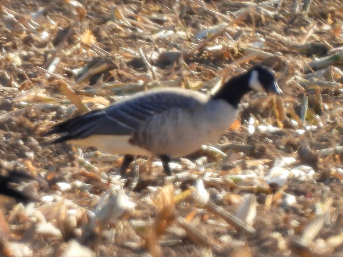 berneška malá (ssp. hutchinsii) - ML644433446