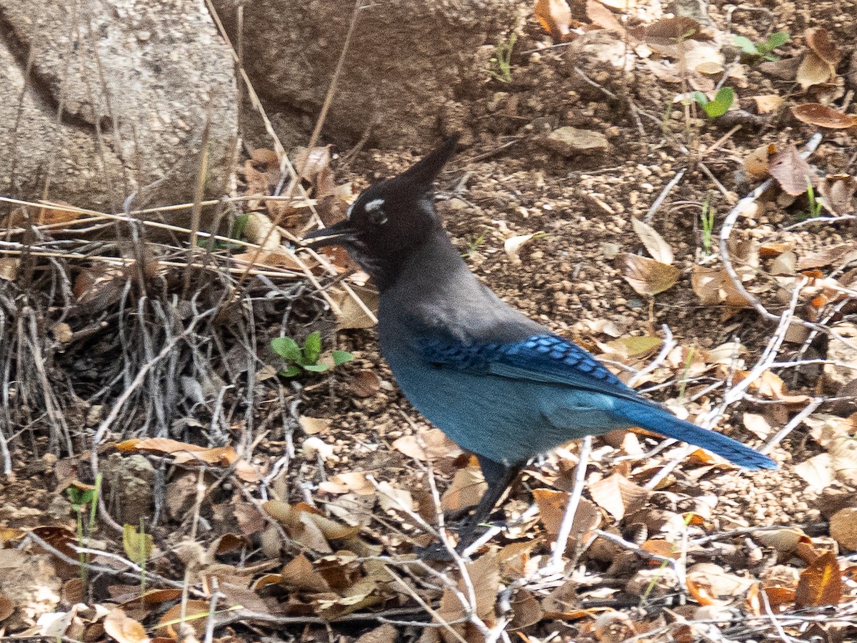 Steller's Jay - ML644433447