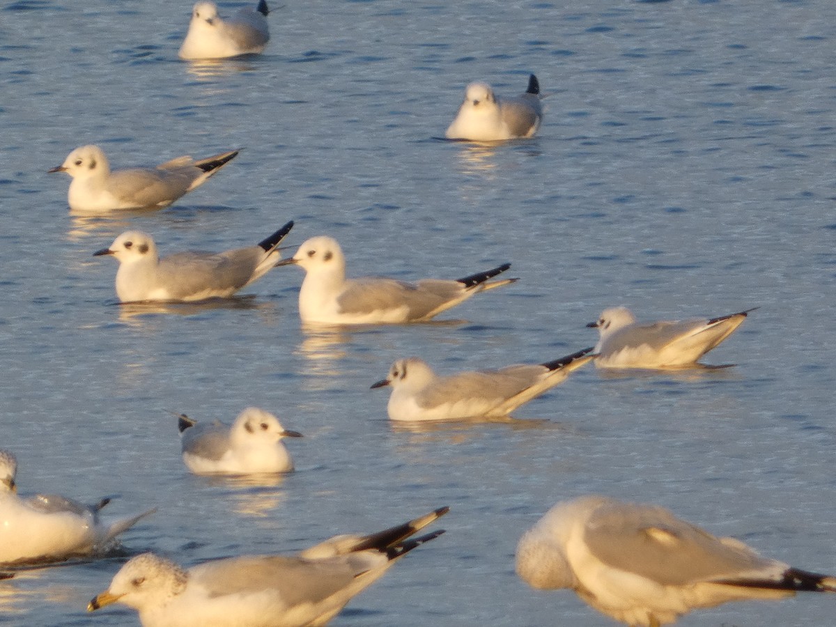 ボナパルトカモメ - ML644433450