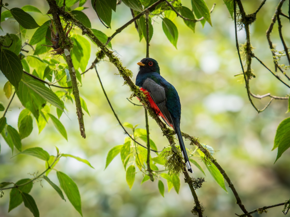 Trogon masqué - ML644433458