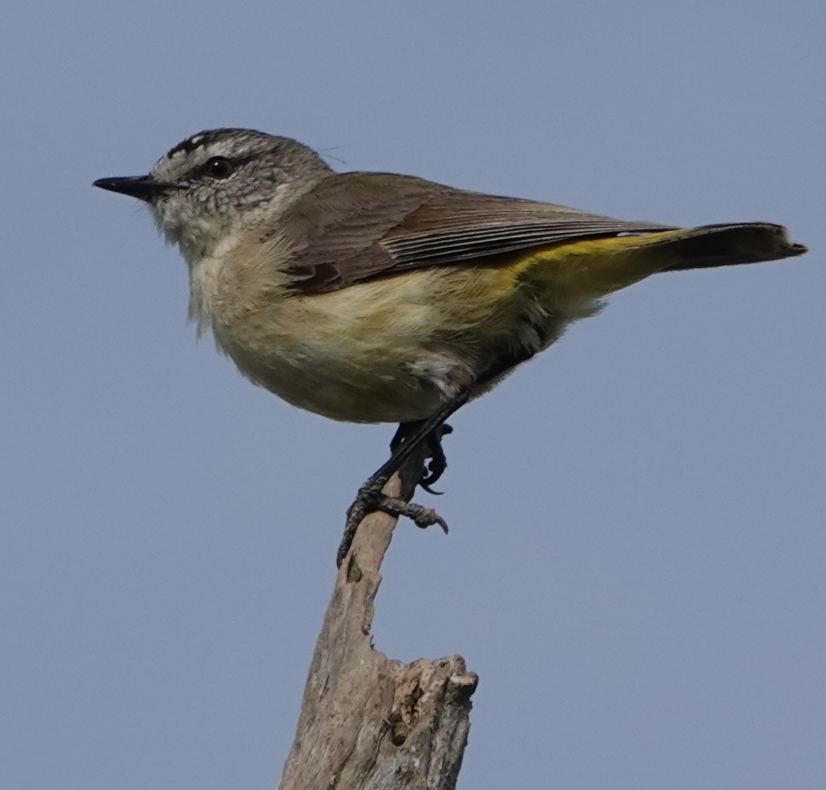 コモントゲハシムシクイ - ML644433459