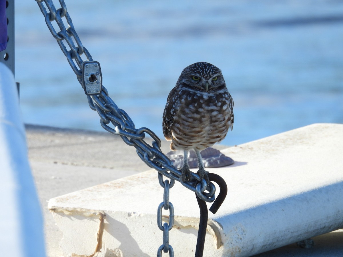 Burrowing Owl - ML644433460