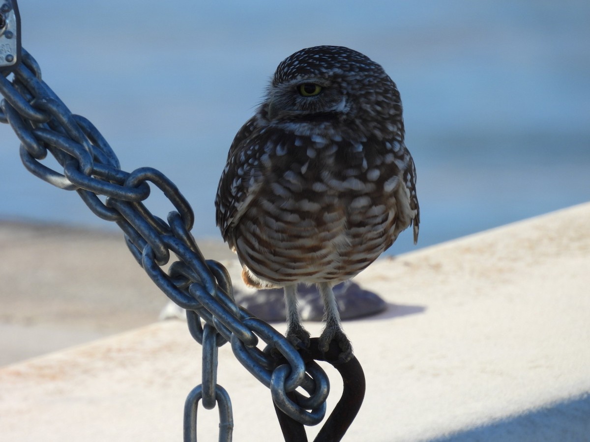 Burrowing Owl - ML644433461