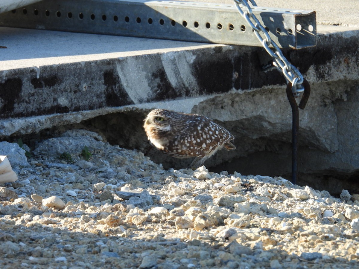 Burrowing Owl - ML644433462