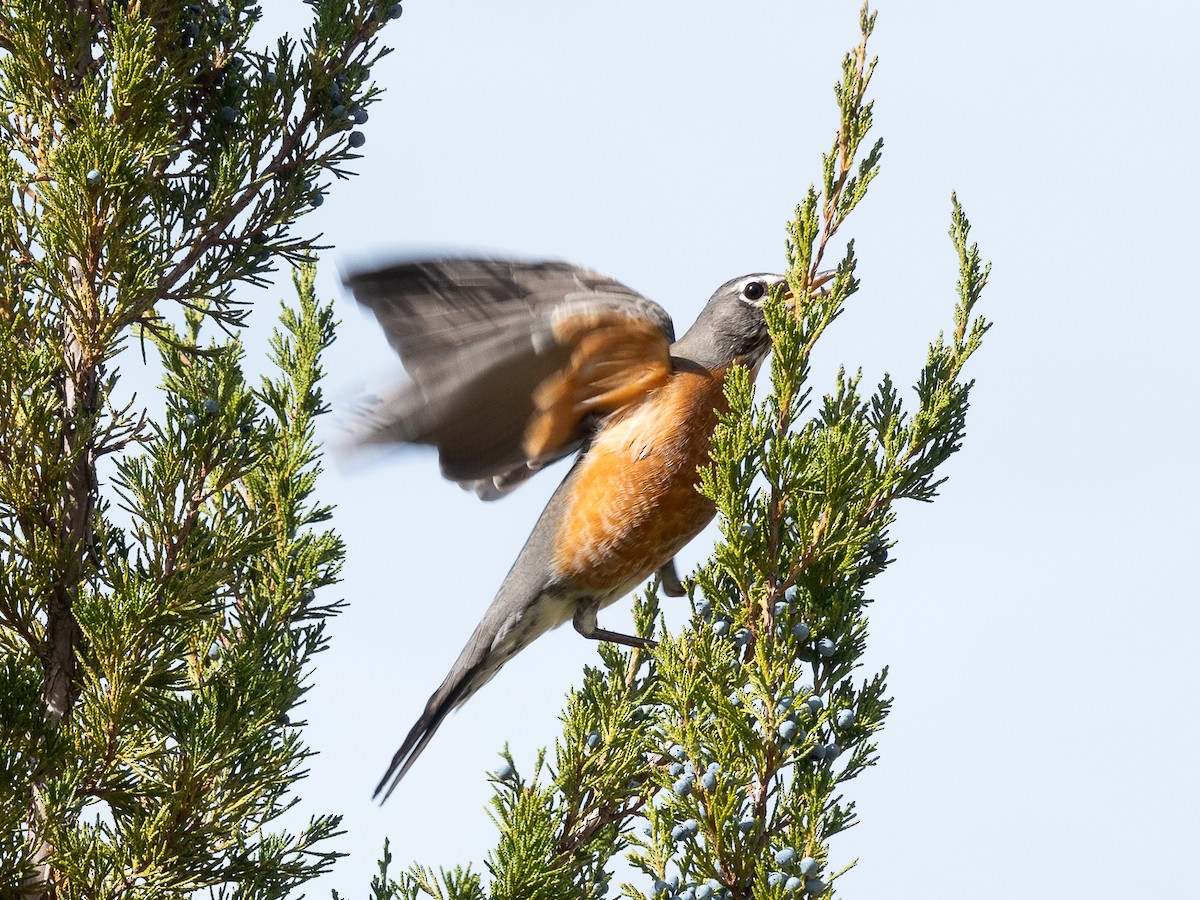 American Robin - ML644433474