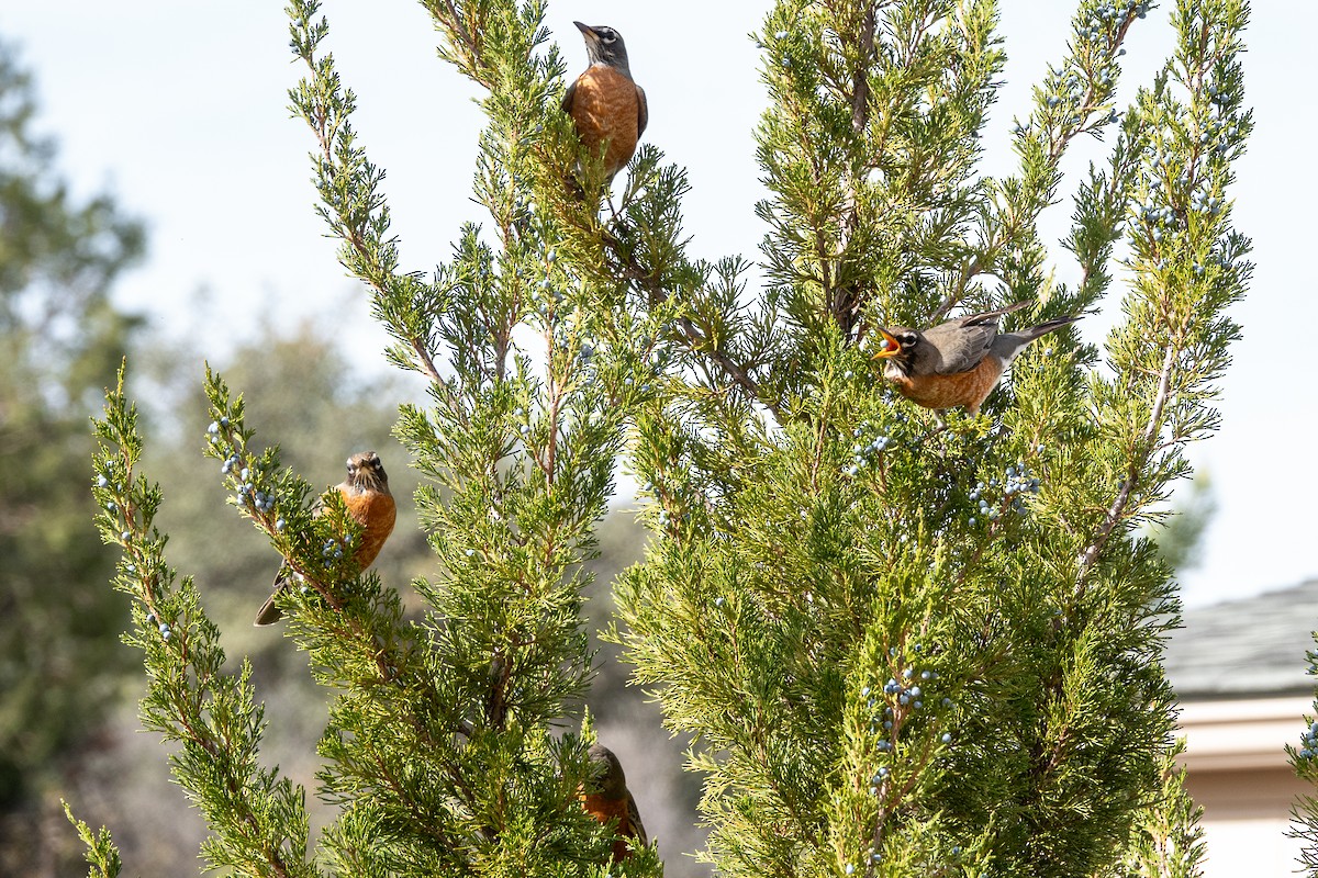 American Robin - ML644433475
