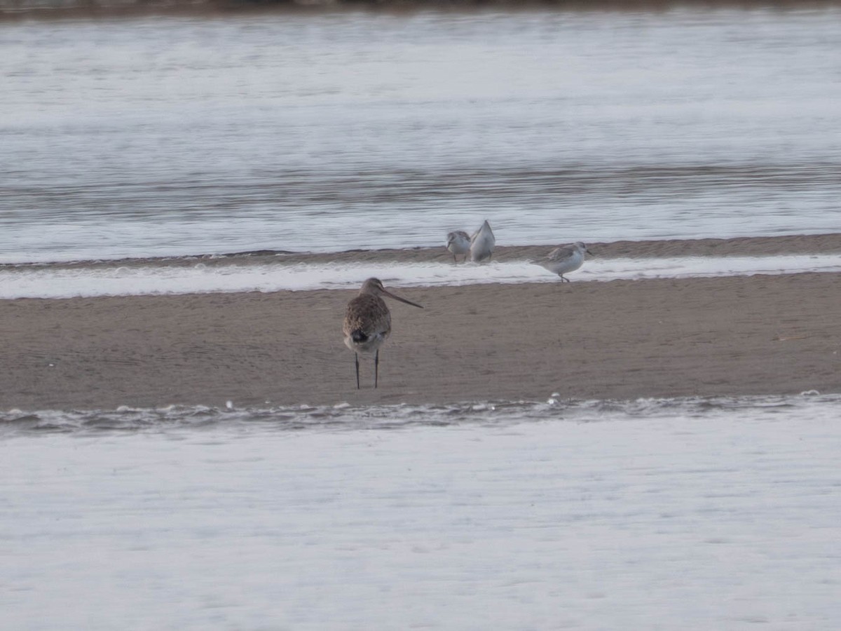 Hudsonian Godwit - ML644433478