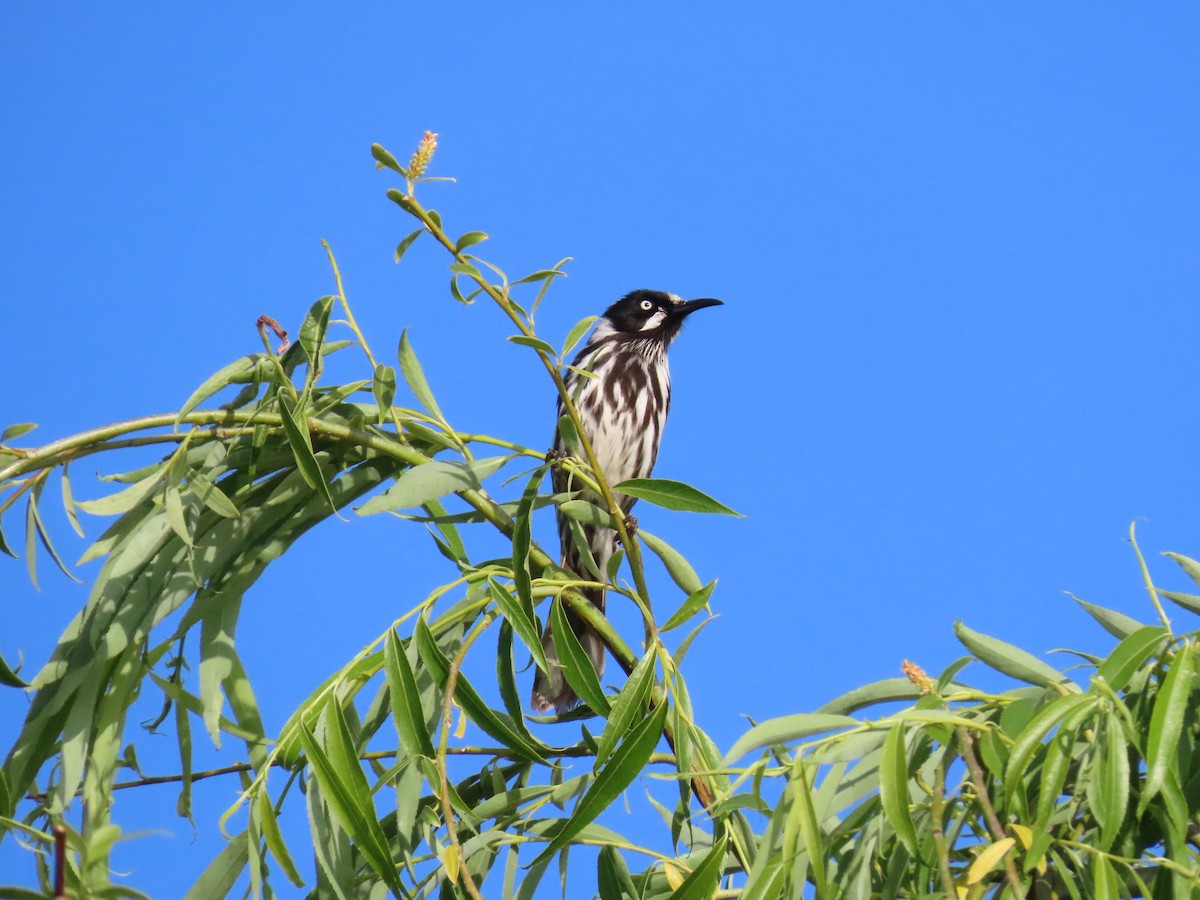 Weißaugen-Honigfresser - ML644433480