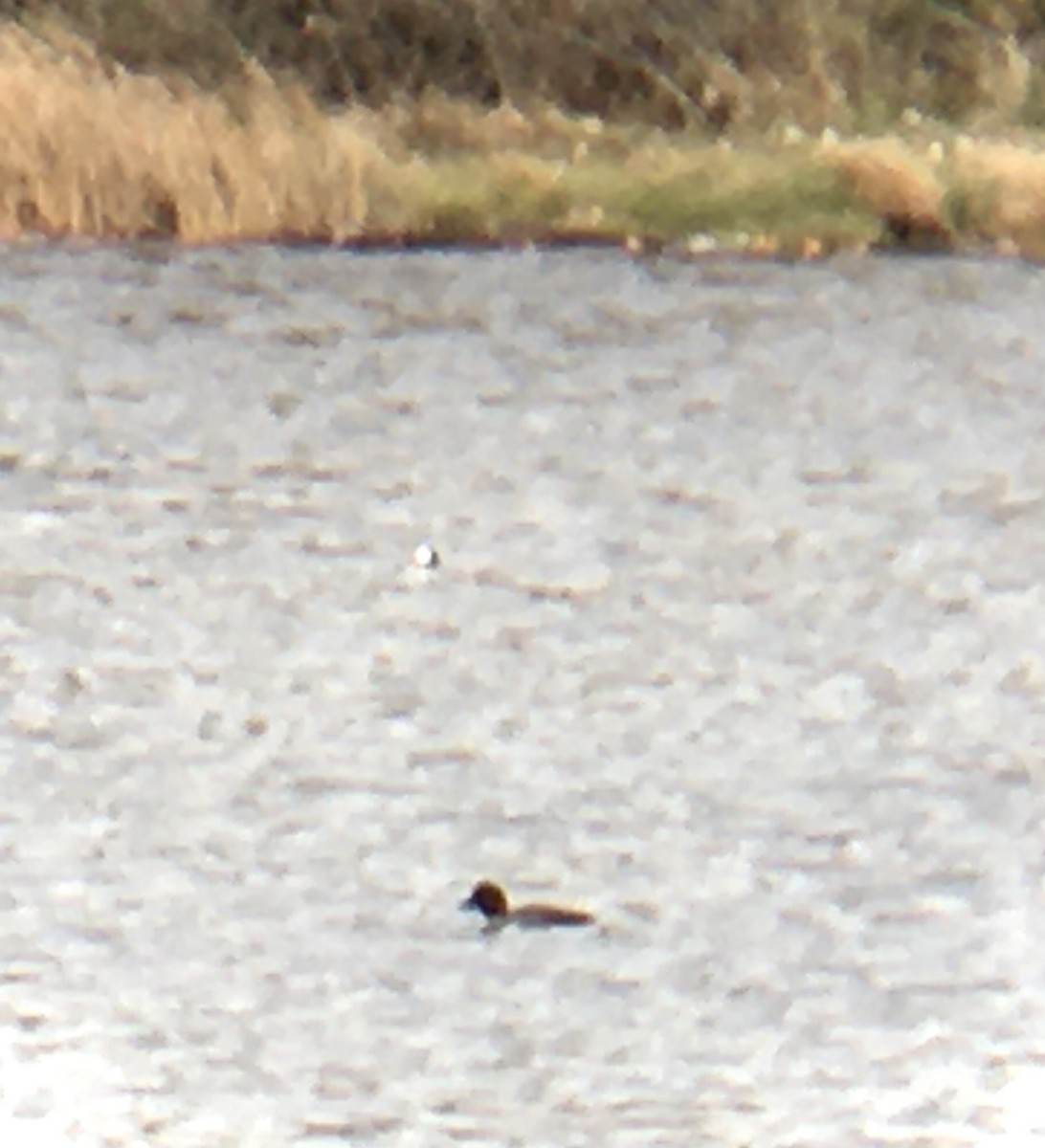 Common/Barrow's Goldeneye - ML644433491