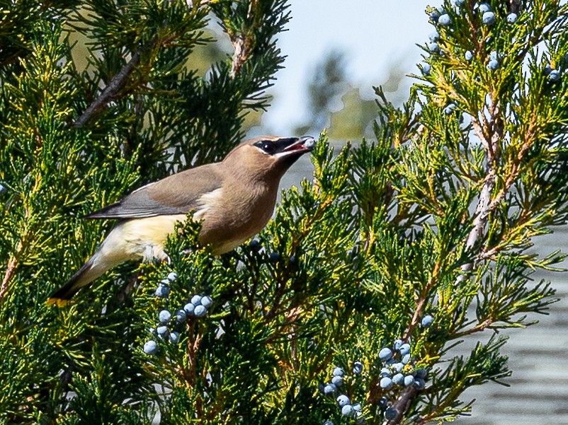 Cedar Waxwing - ML644433494