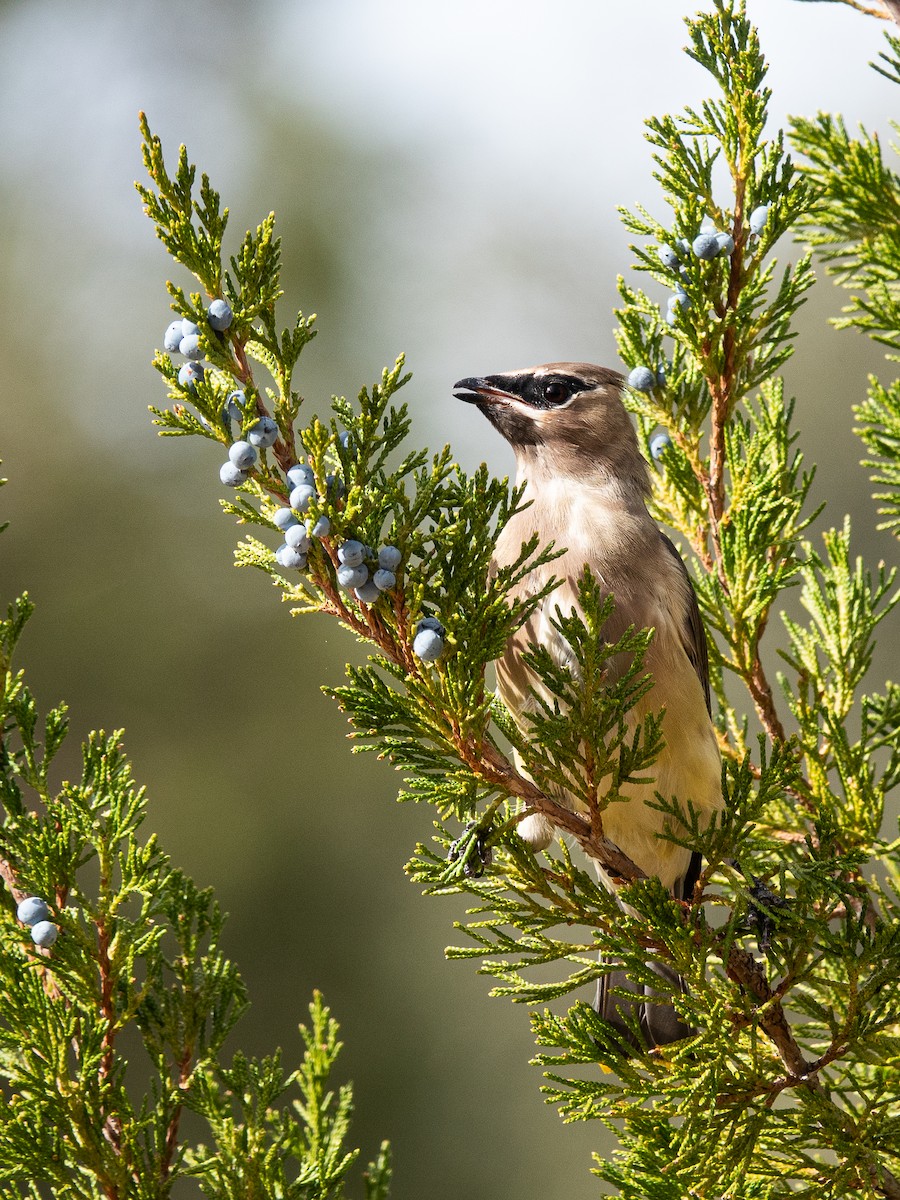 Cedar Waxwing - ML644433495