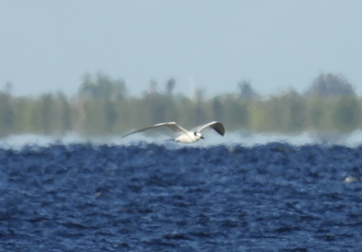 Sandwich Tern - ML644433497