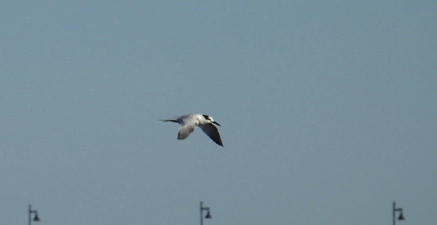 Sandwich Tern - ML644433498