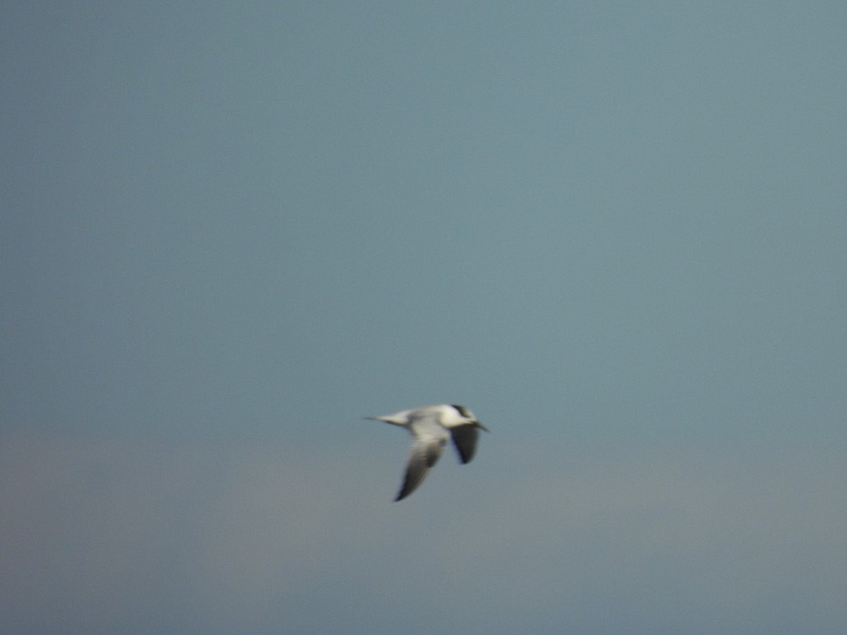 Sandwich Tern - ML644433499
