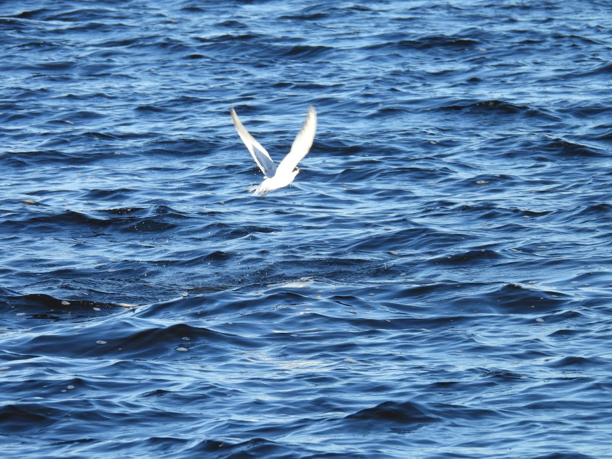 Sandwich Tern - ML644433500