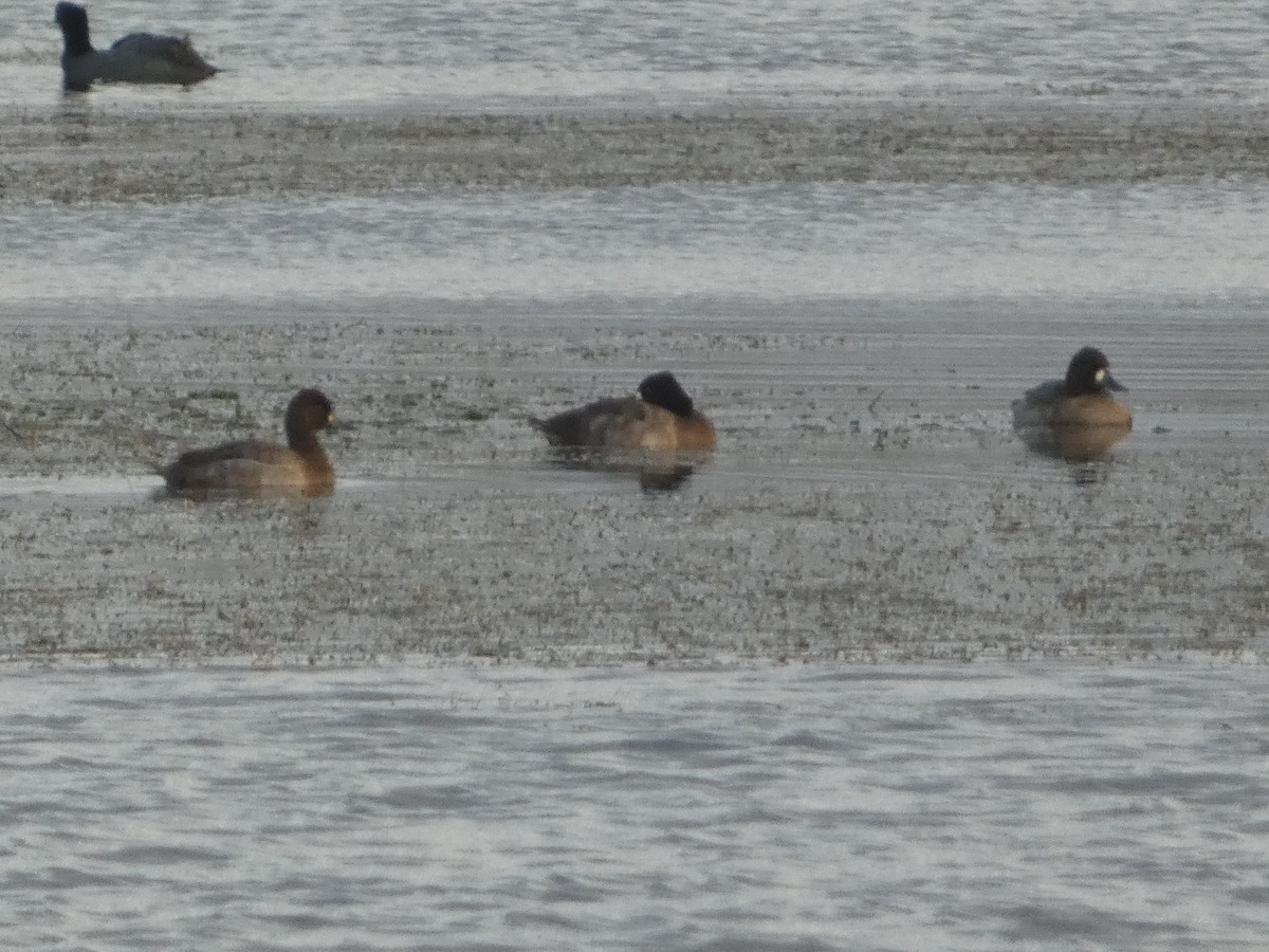 コスズガモ - ML644433535