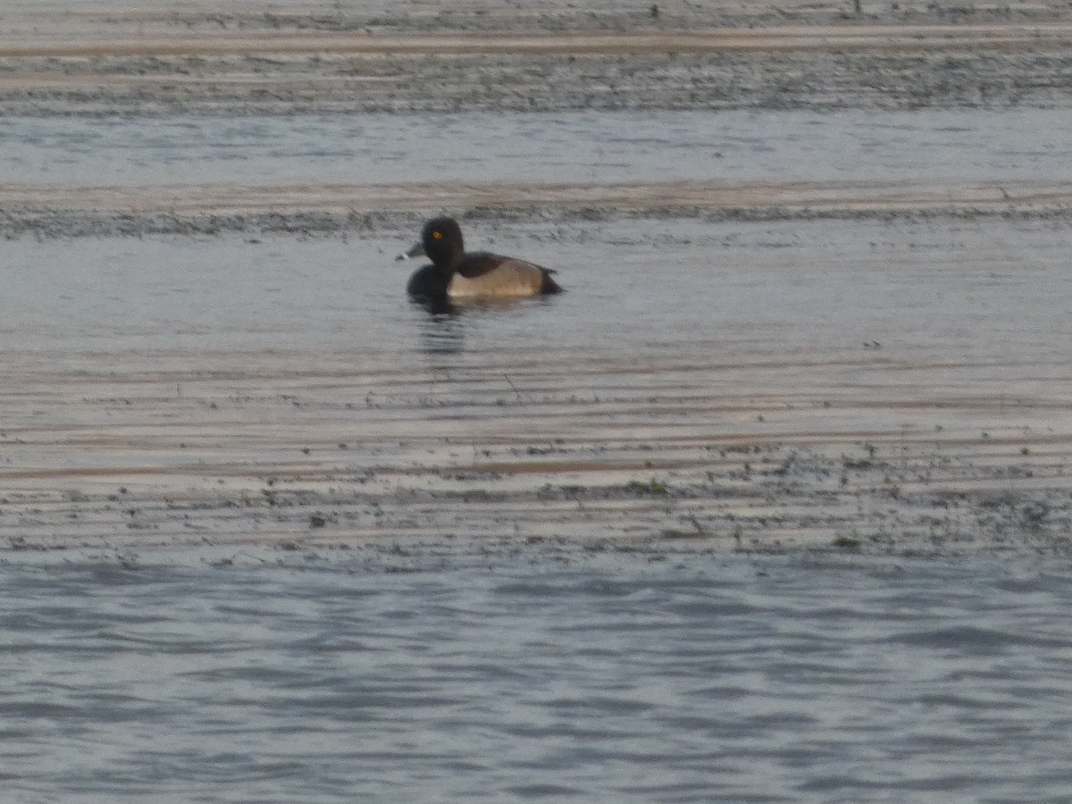 クビワキンクロ - ML644433536