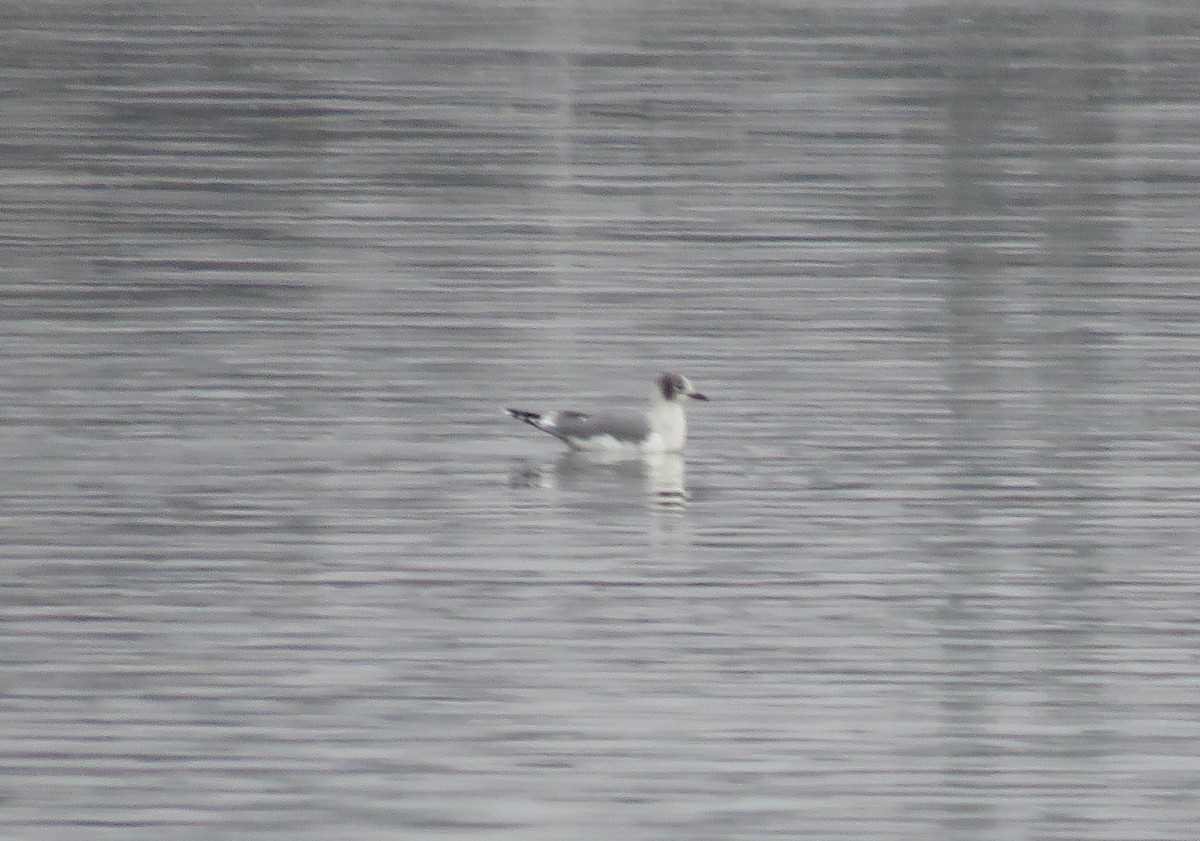 Franklin's Gull - ML644433537