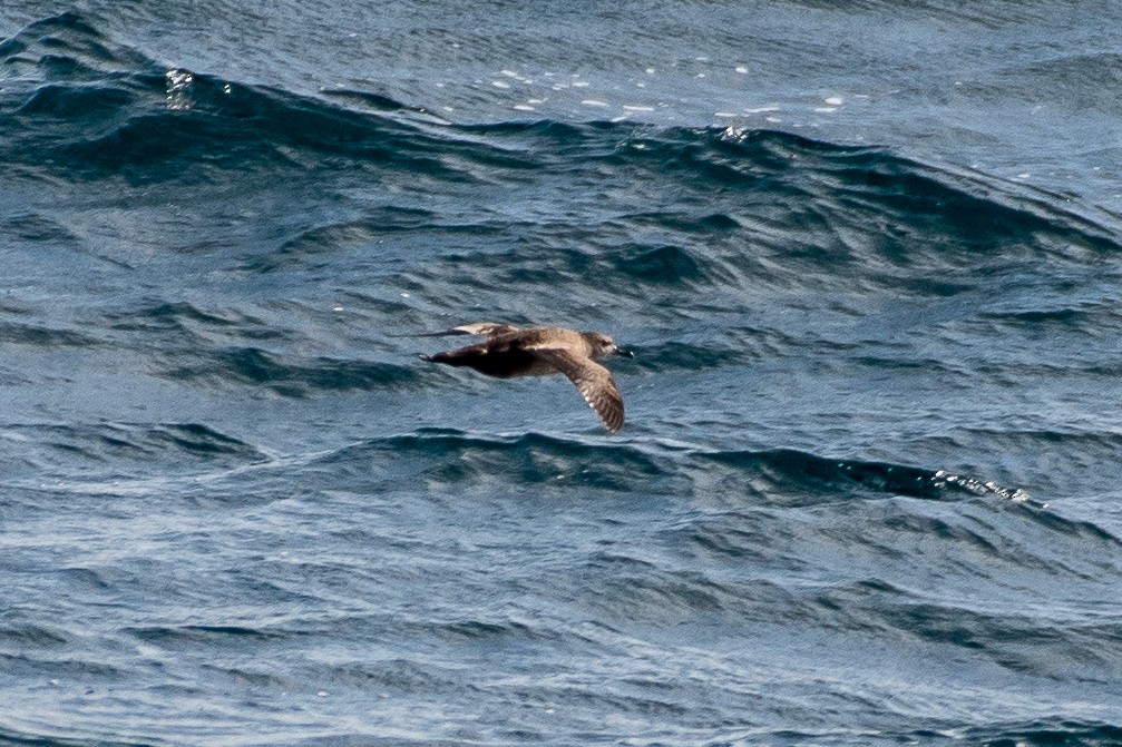 grålire - ML644433547