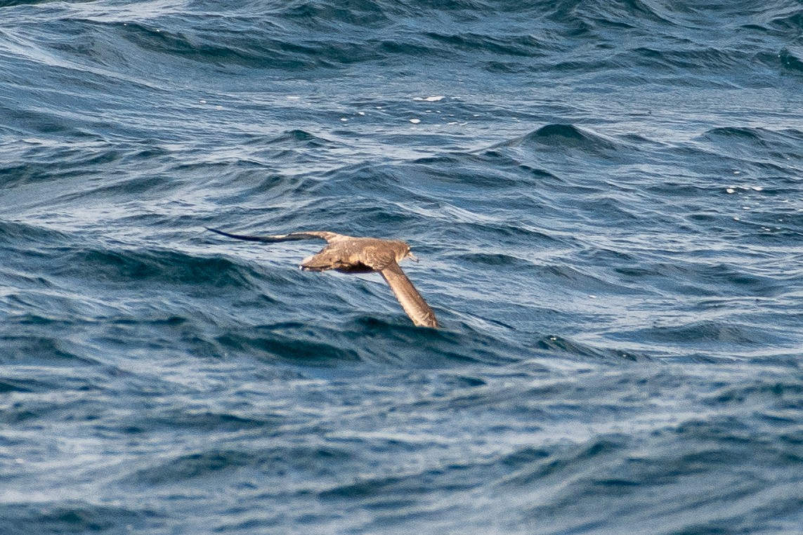 grålire - ML644433548