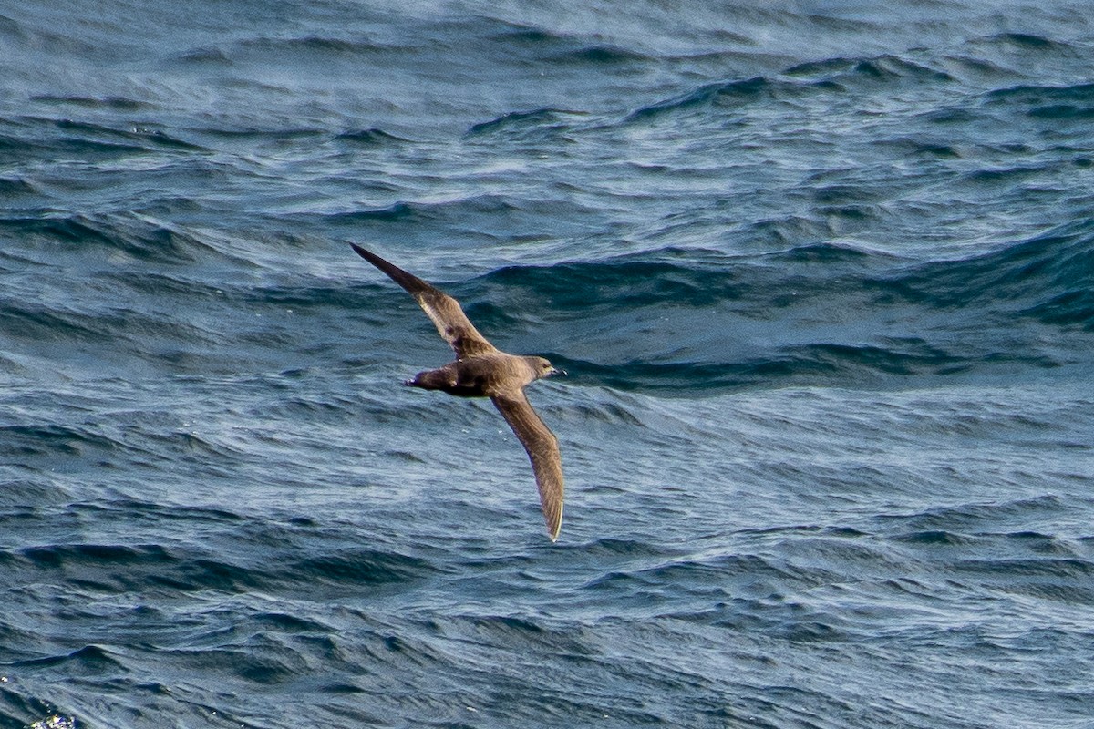 grålire - ML644433549