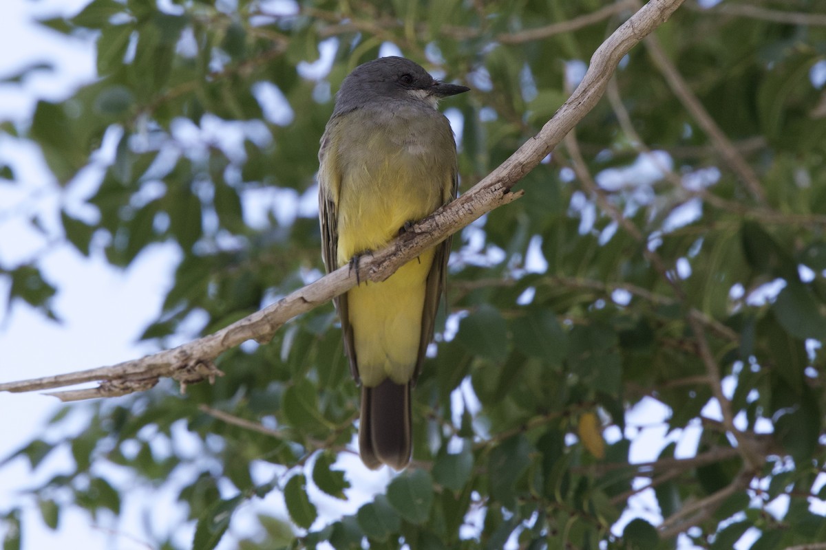 Cassin's Kingbird - ML644433550