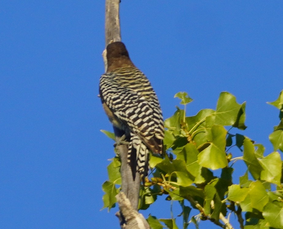 datel gilský - ML644433551