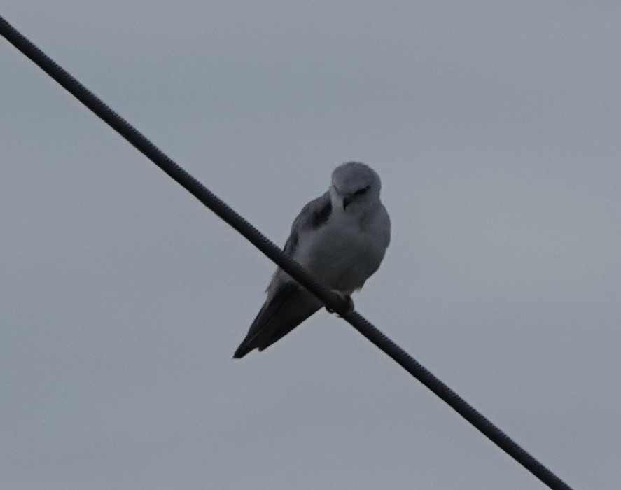 Black-shouldered Kite - ML644433555