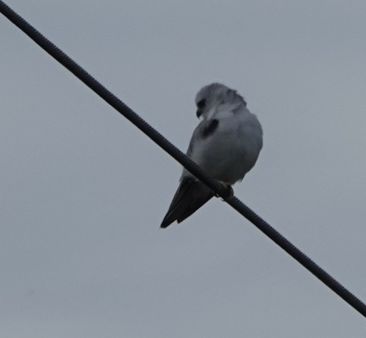 Black-shouldered Kite - ML644433556