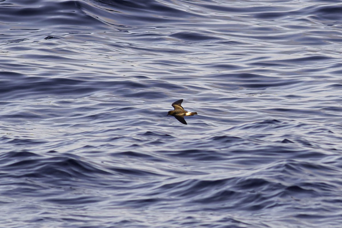 buřňáček madeirský - ML644433558