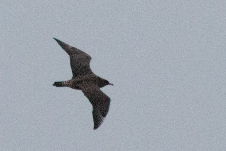 Labbe pomarin - ML644433561