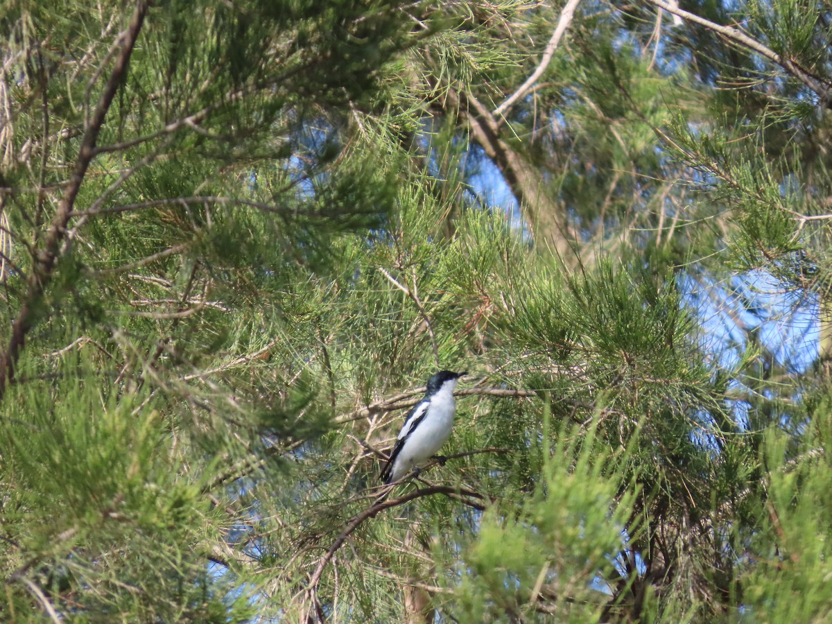 White-winged Triller - ML644433563