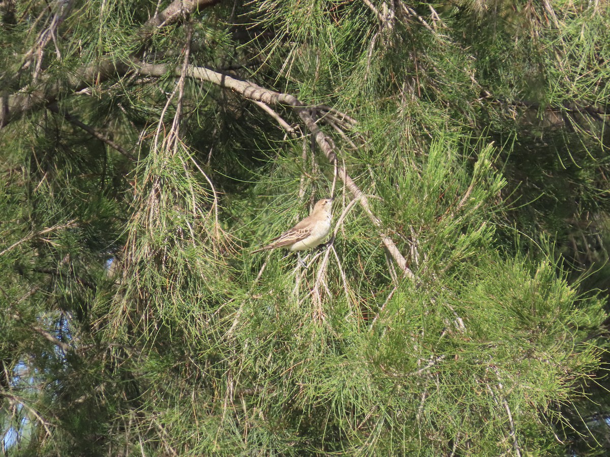 White-winged Triller - ML644433564