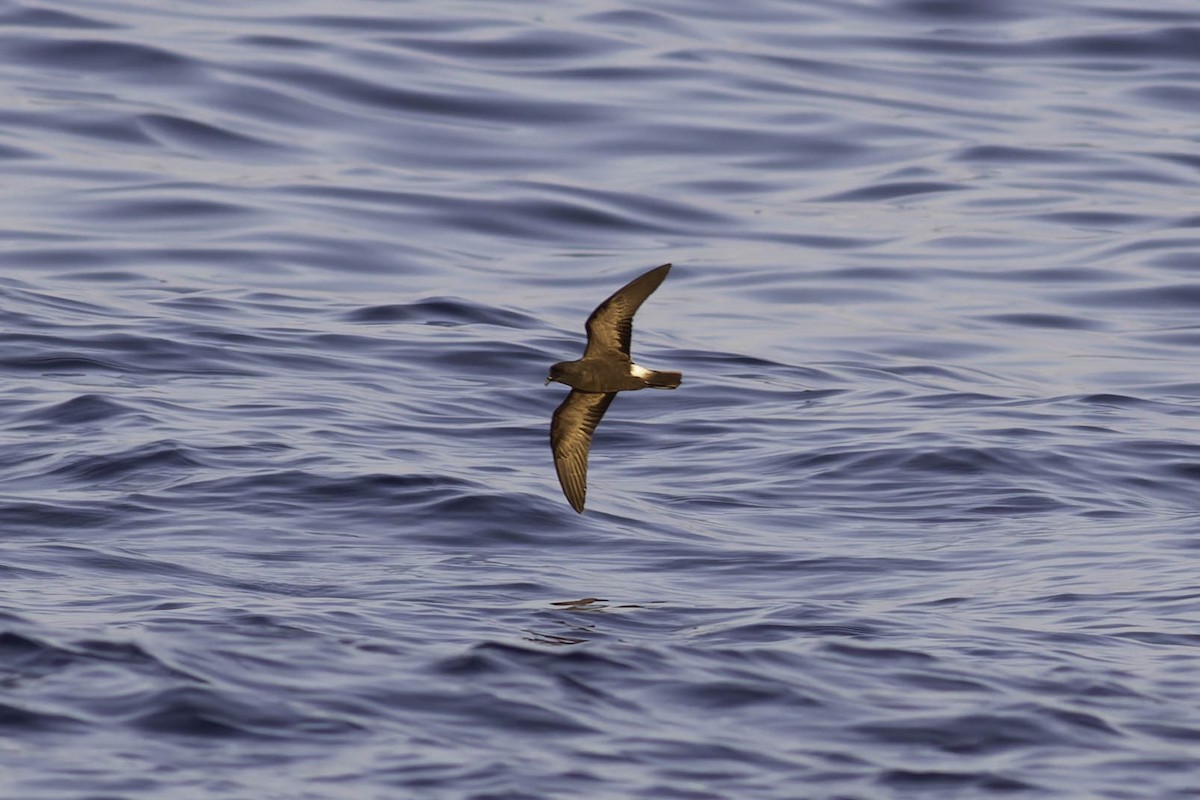 buřňáček madeirský - ML644433569