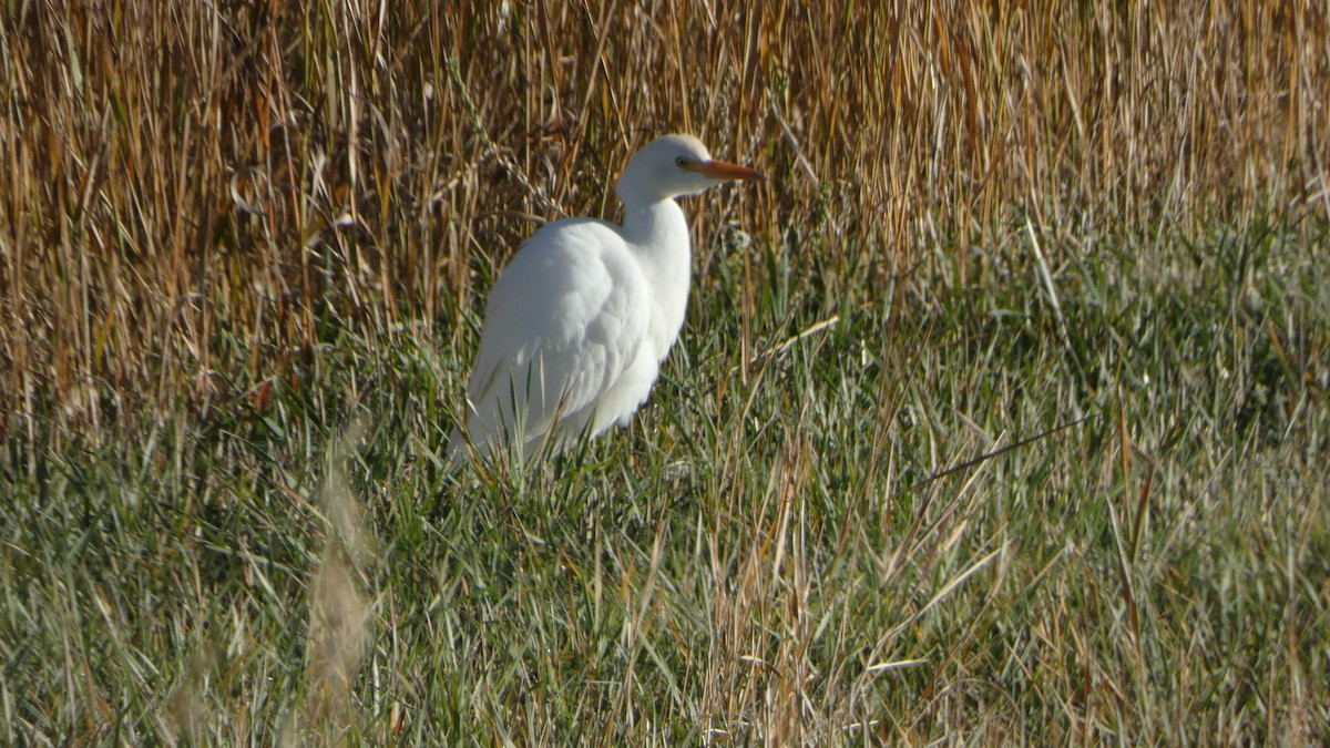 volavka rusohlavá - ML644433572