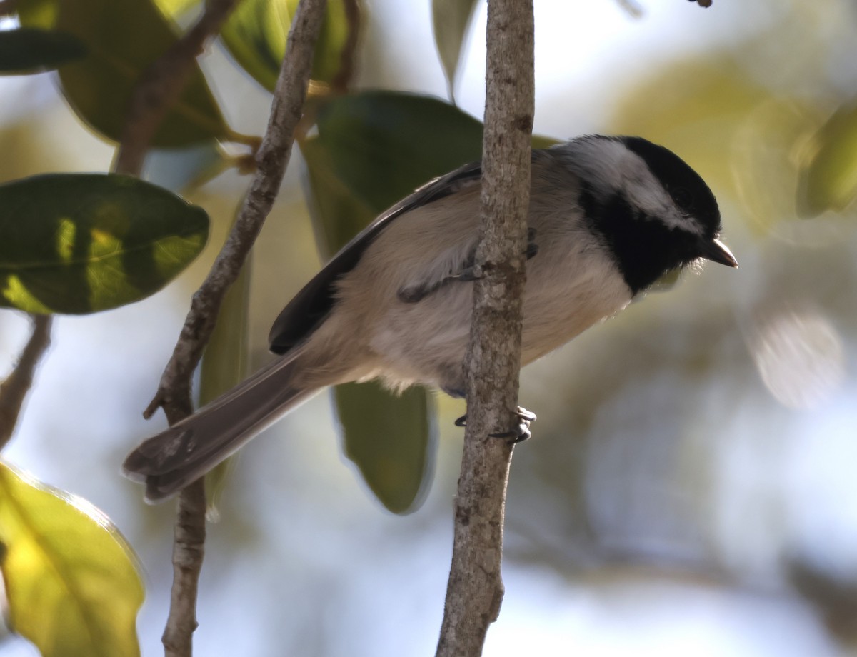 Carolina Chickadee - ML644433582