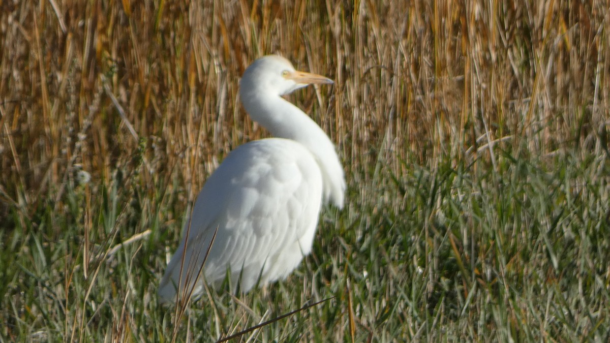 volavka rusohlavá - ML644433587