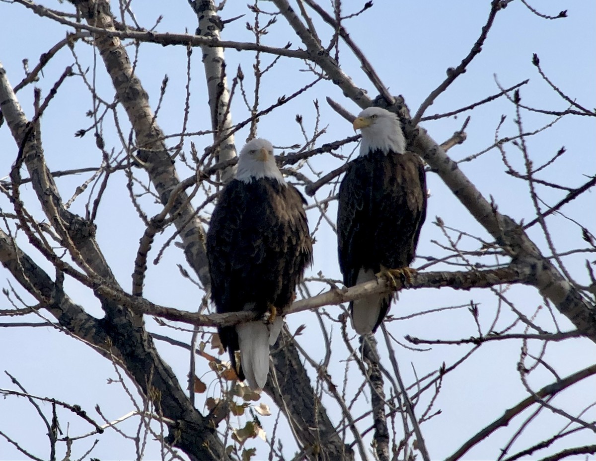 ハクトウワシ - ML644433596