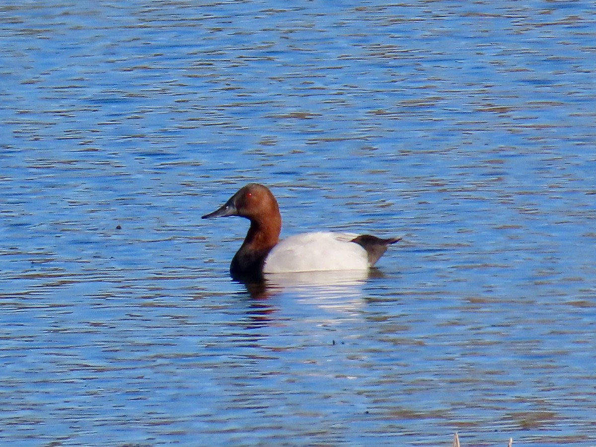 Fuligule à dos blanc - ML644433597