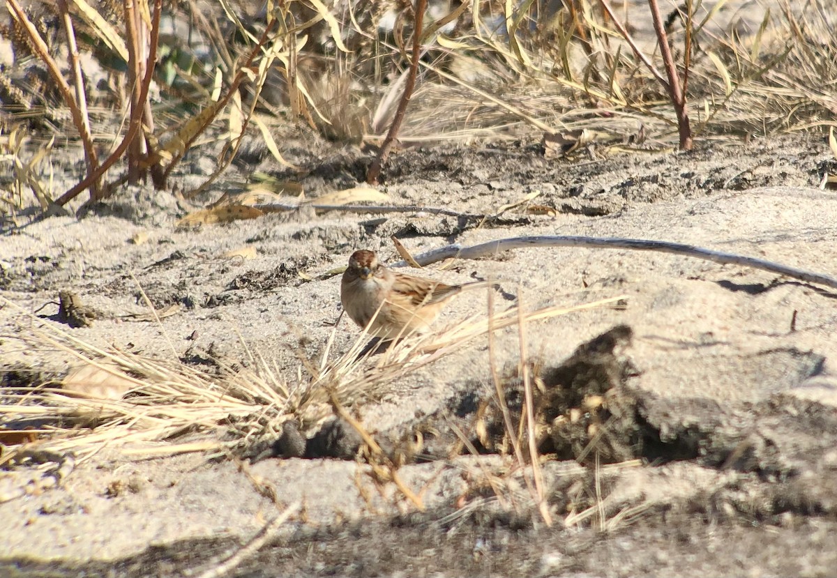 ムナフヒメドリ - ML644433598