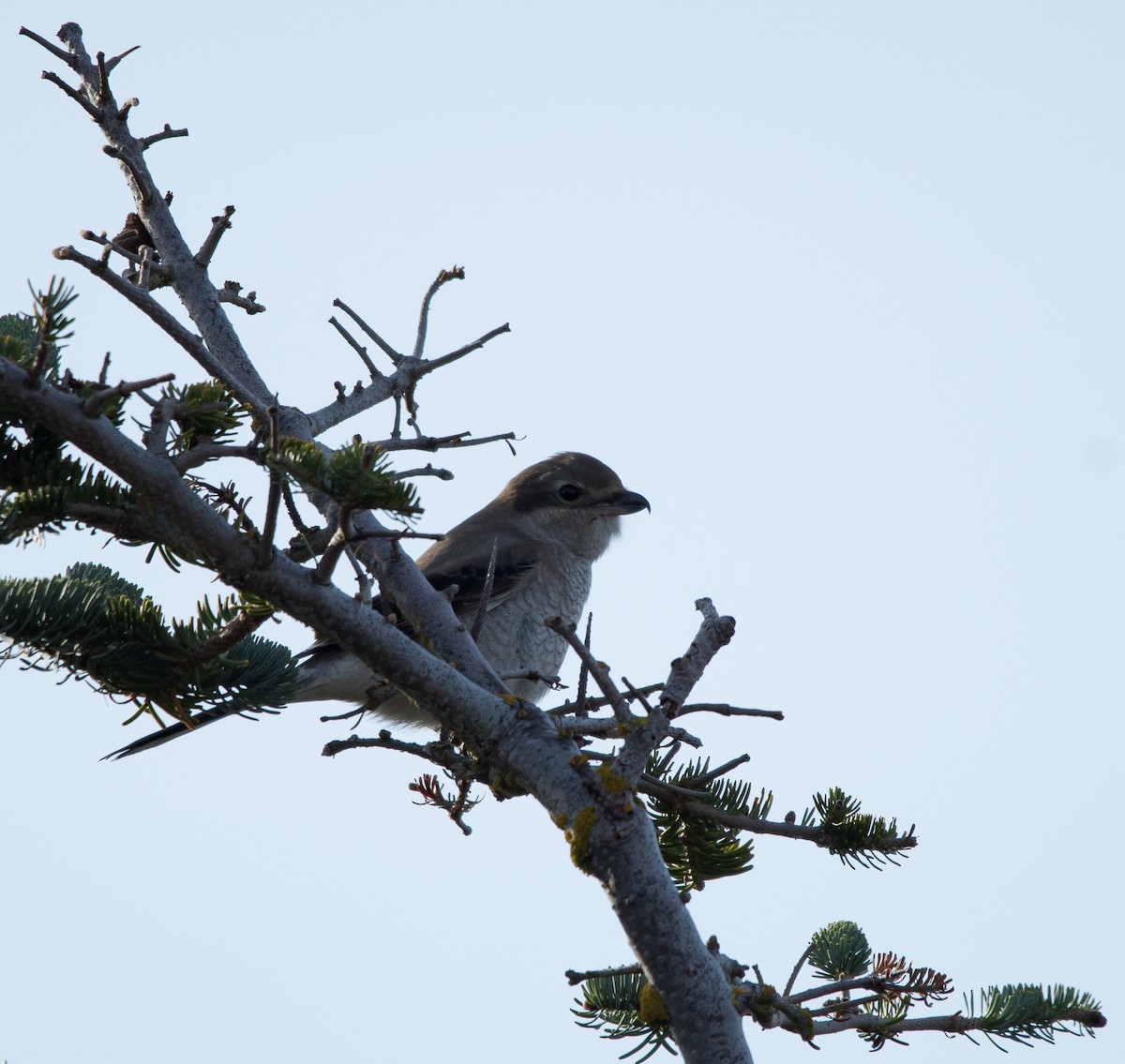 Antzandobi boreala - ML644433600
