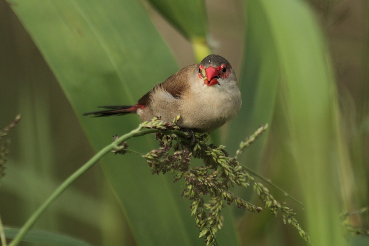 Astrild à joues orange - ML644433604